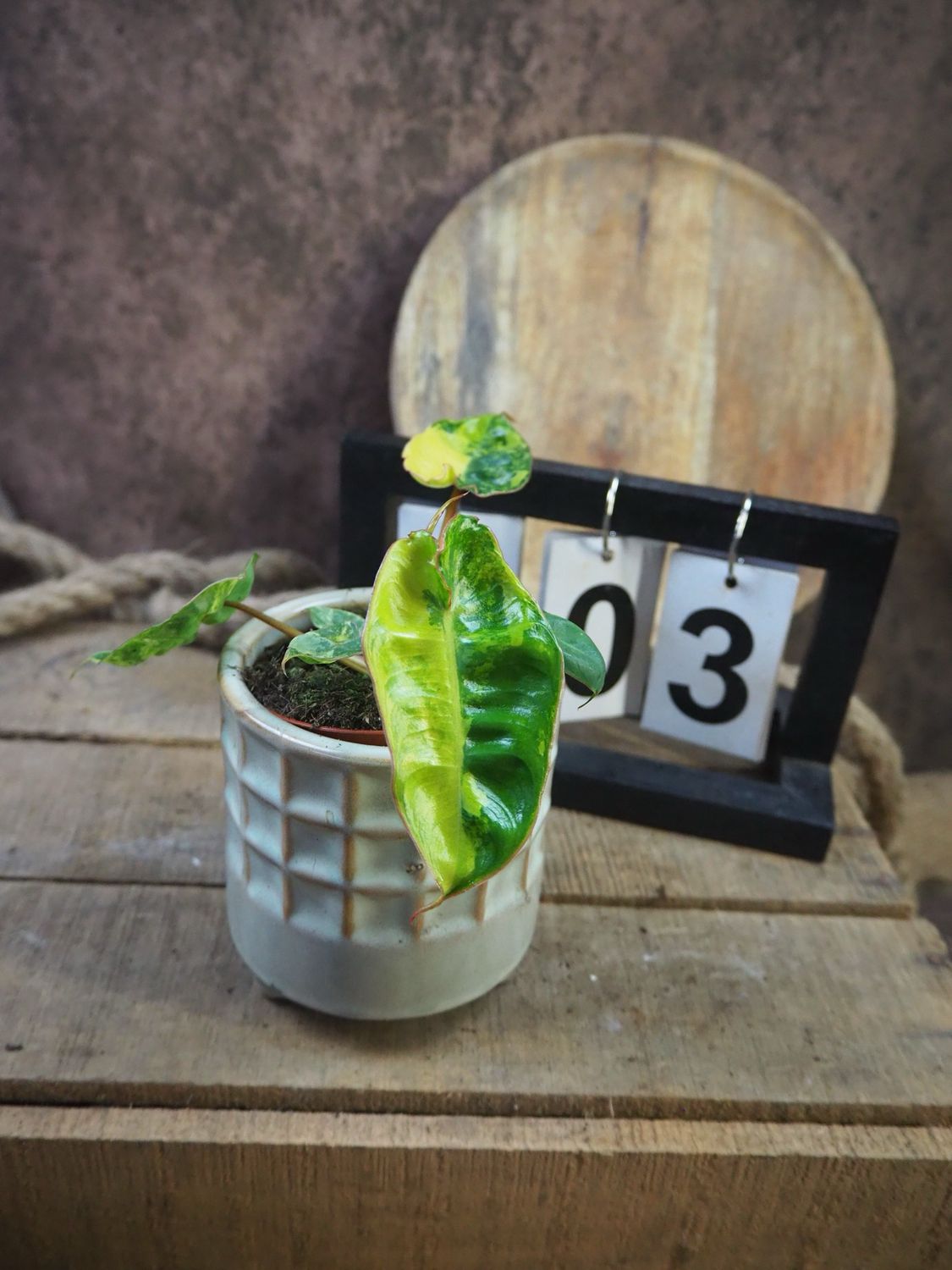 Philodendron Billietiae Variegata #3