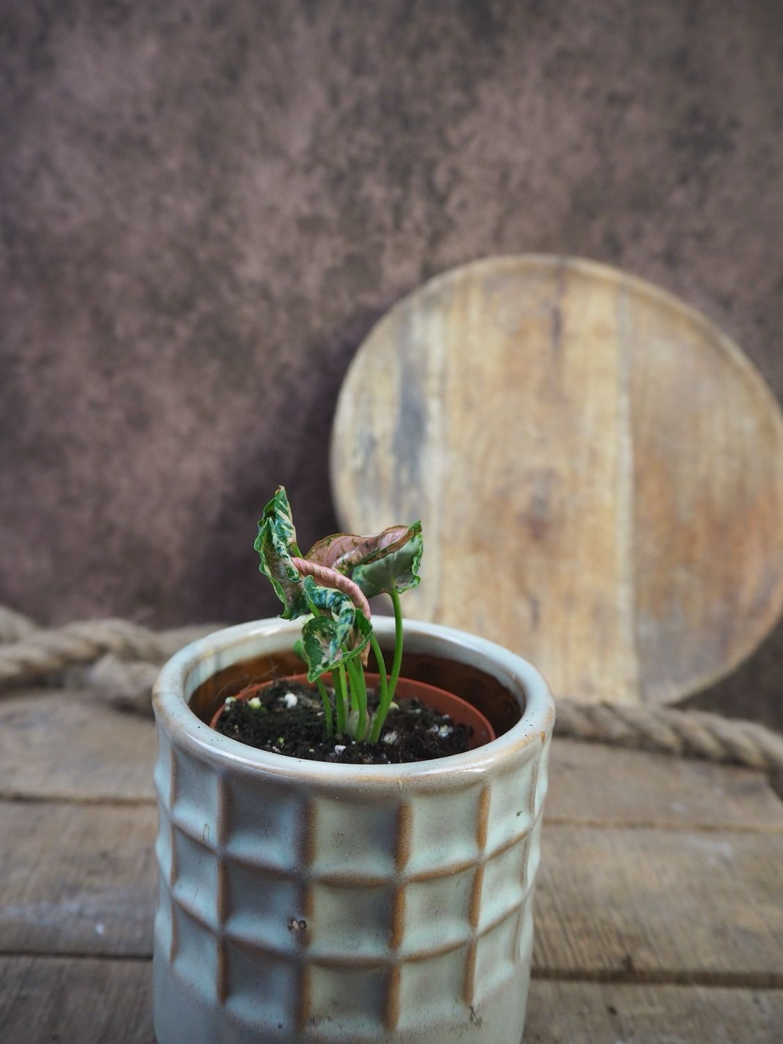 Syngonium Pink Rolli