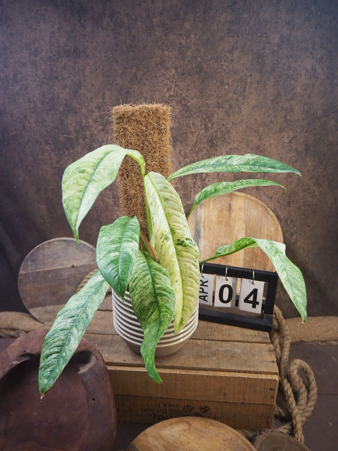 Rhaphidophora Megasperma Gorilla Variegata #4