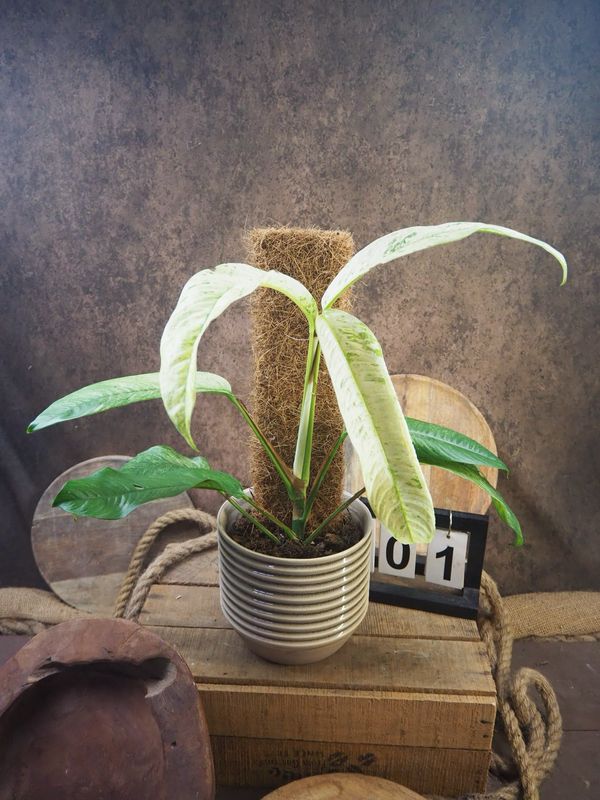 Rhaphidophora Megasperma Gorilla Variegata #1 Rhaphidophora Megasperma Gorilla Variegata #1