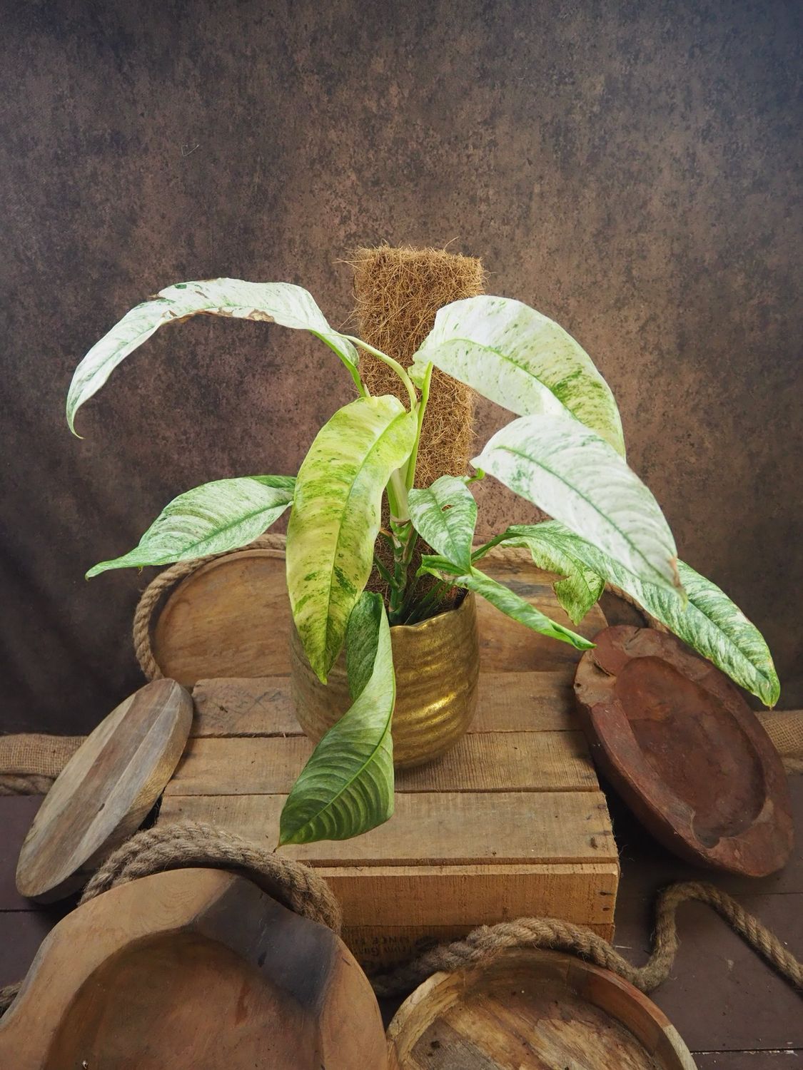 Rhaphidophora Megasperma Gorilla Variegata #1