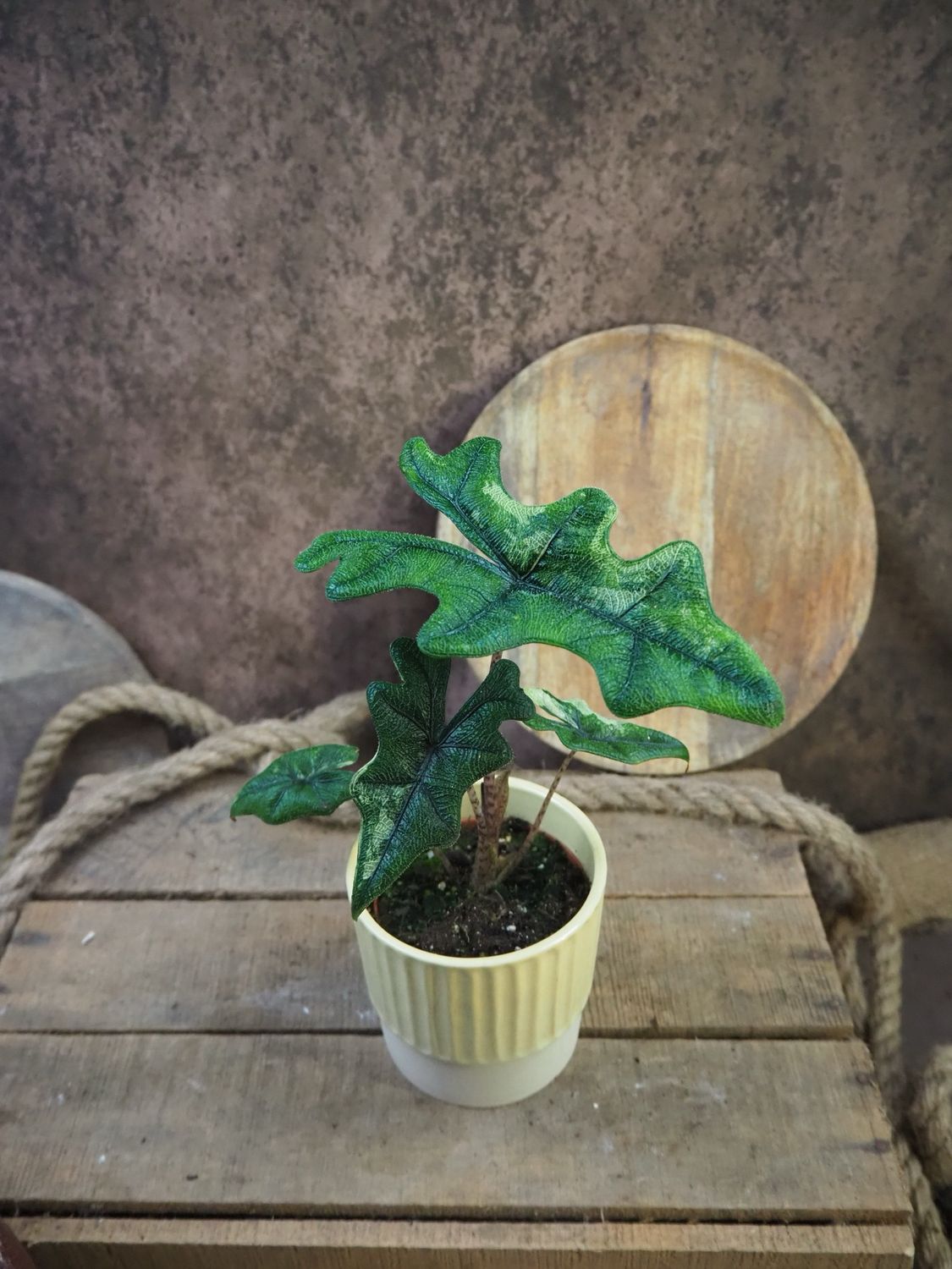 Alocasia Jacklyn Variegata 