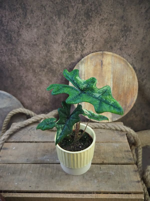 Alocasia Jacklyn Variegata Alocasia Jacklyn Variegata