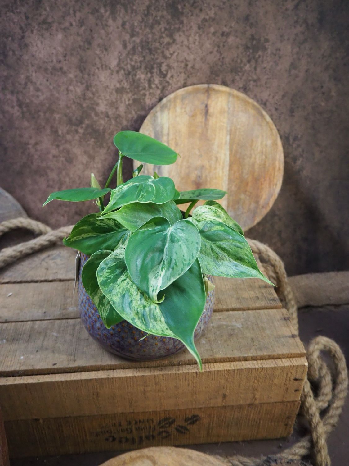 Philodendron hederacerum / Scandens Variegata