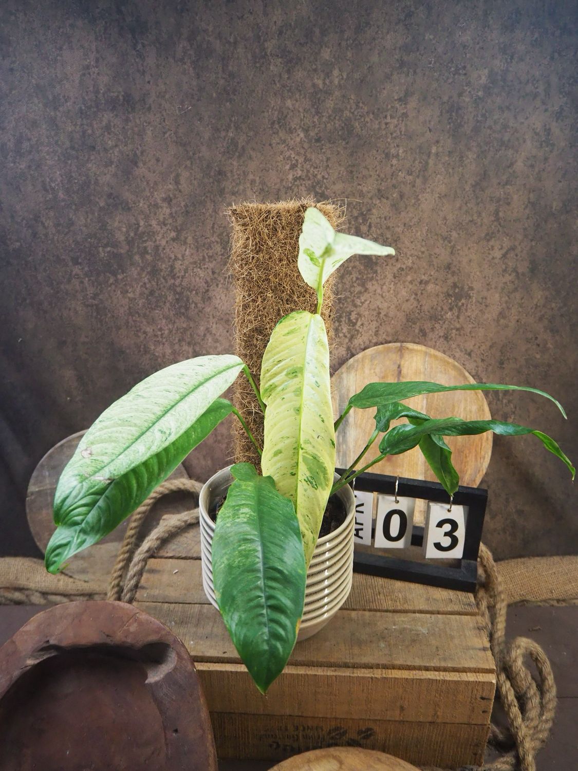 Rhaphidophora Megasperma Gorilla Variegata #3