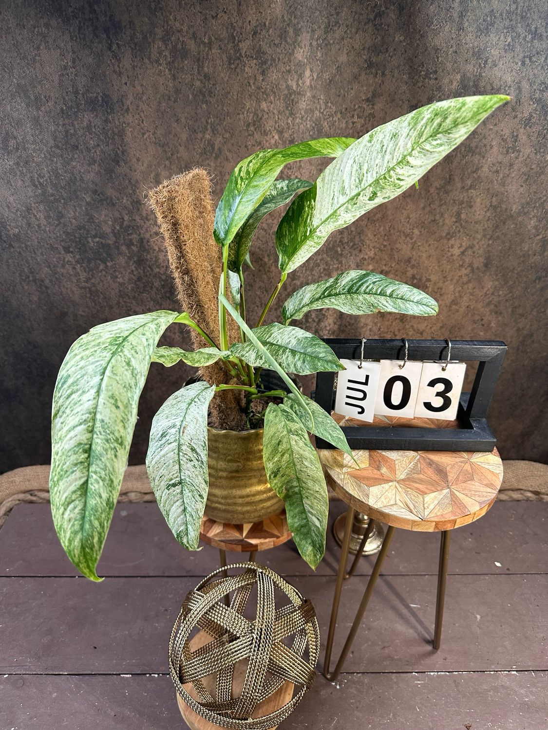Rhaphidophora Megasperma Gorilla Variegata #3