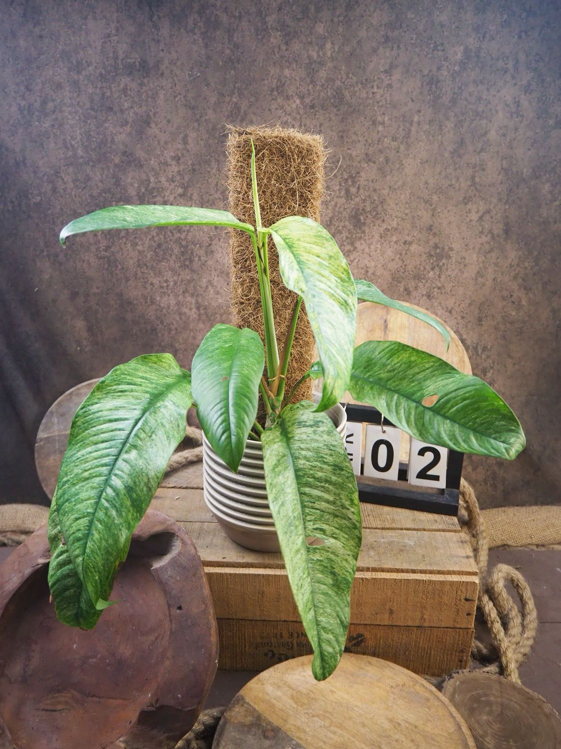 Rhaphidophora Megasperma Gorilla Variegata #2