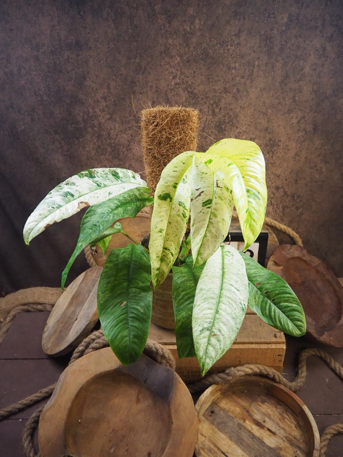 Rhaphidophora Megasperma Gorilla Variegata #2