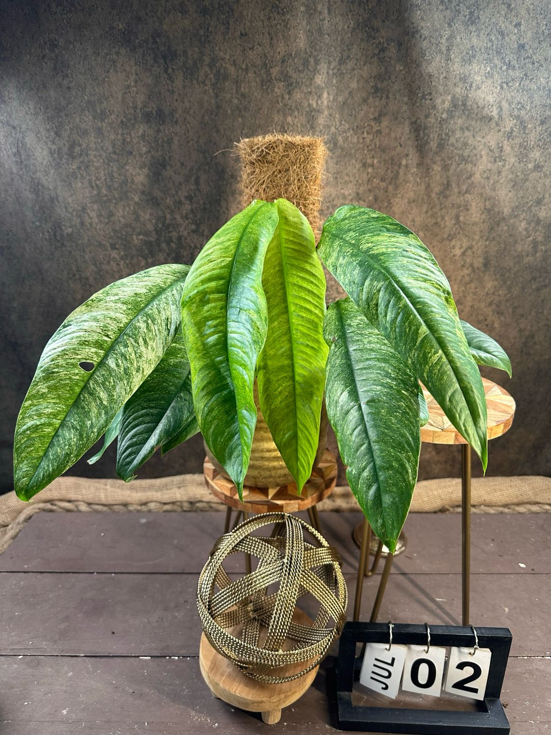 Rhaphidophora Megasperma Gorilla Variegata #2 Rhaphidophora Megasperma Gorilla Variegata #2