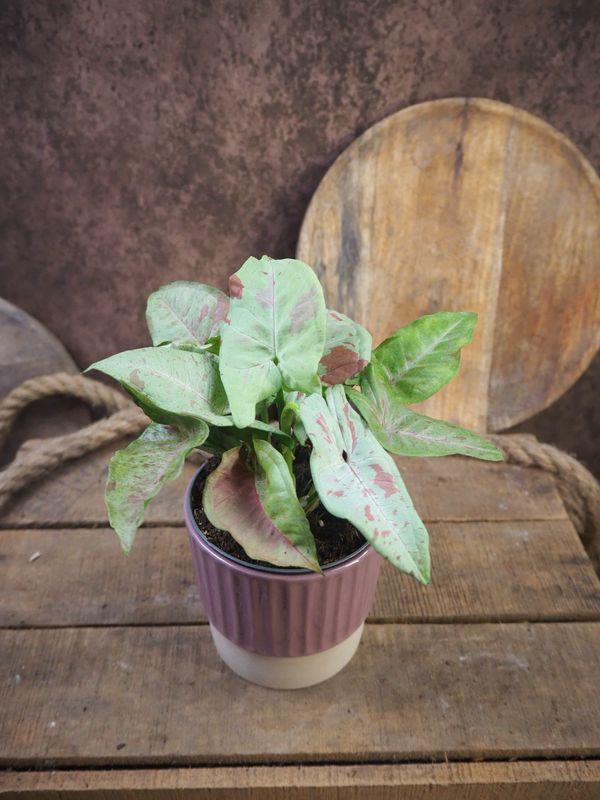 Syngonium Strawberry Milk