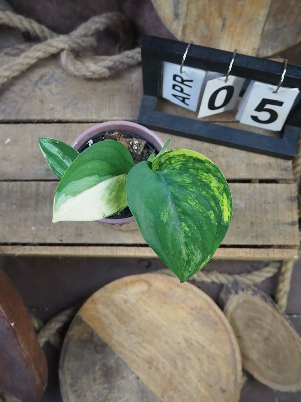 Scindapsus Jade Satin Aurea #5