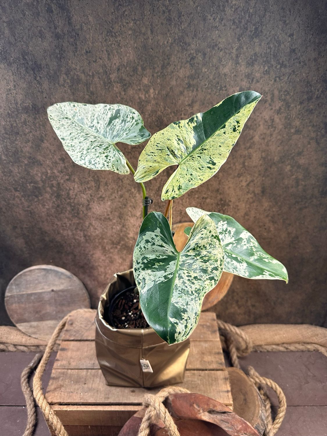 Philodendron Ilsemanii #1