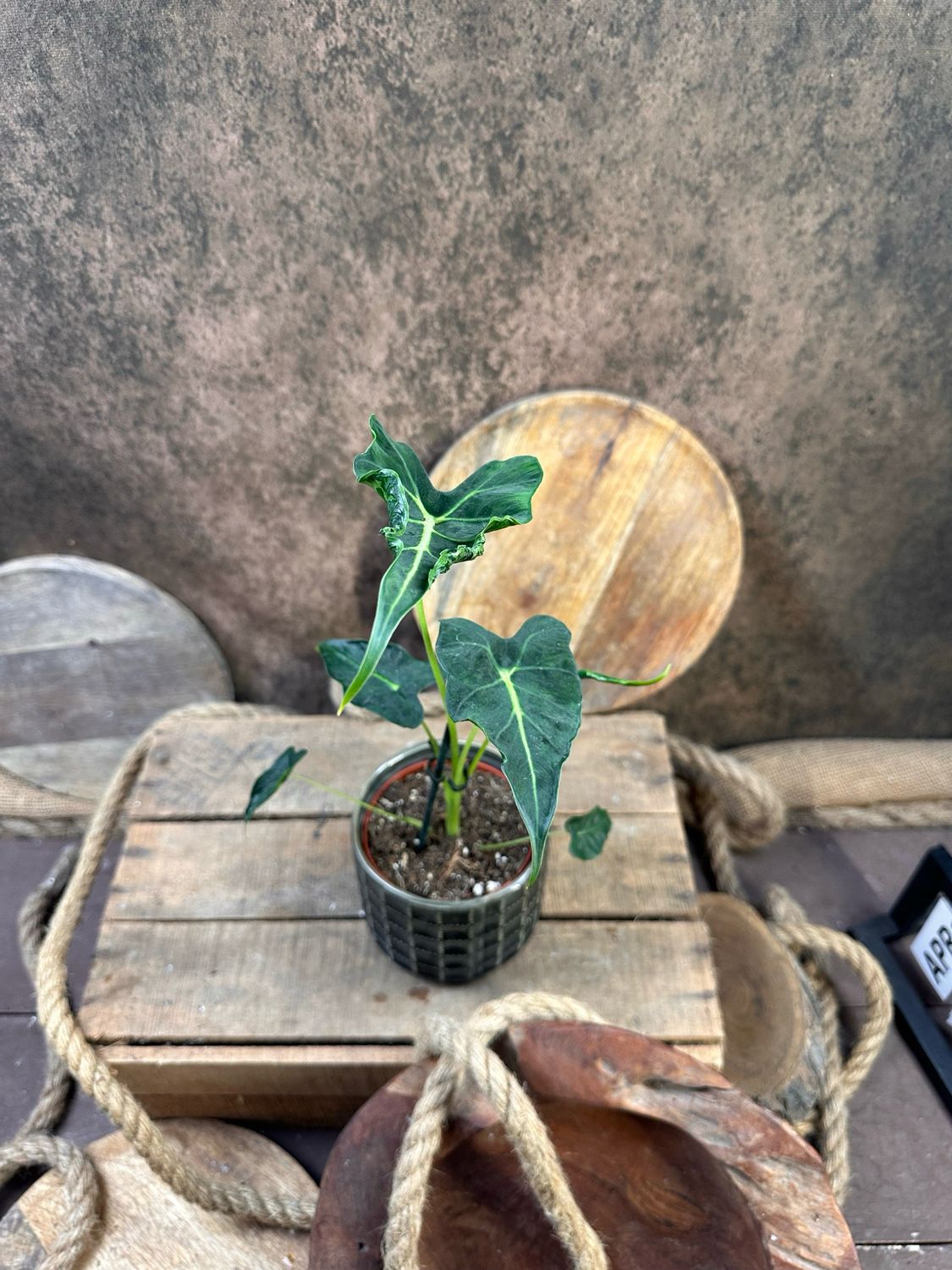 Alocasia Frydek Tattoo