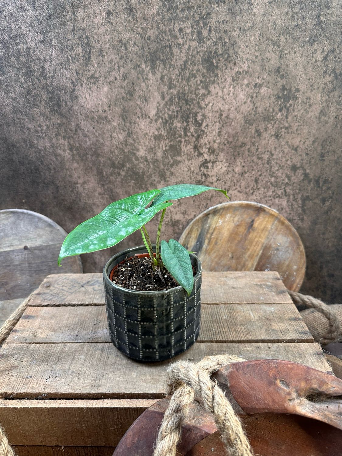 Alocasia Sulawesi Green Carpet
