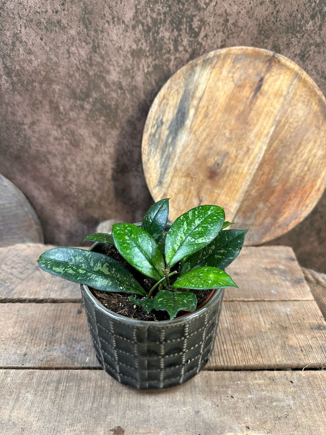 Hoya crassipetiolata Splash 