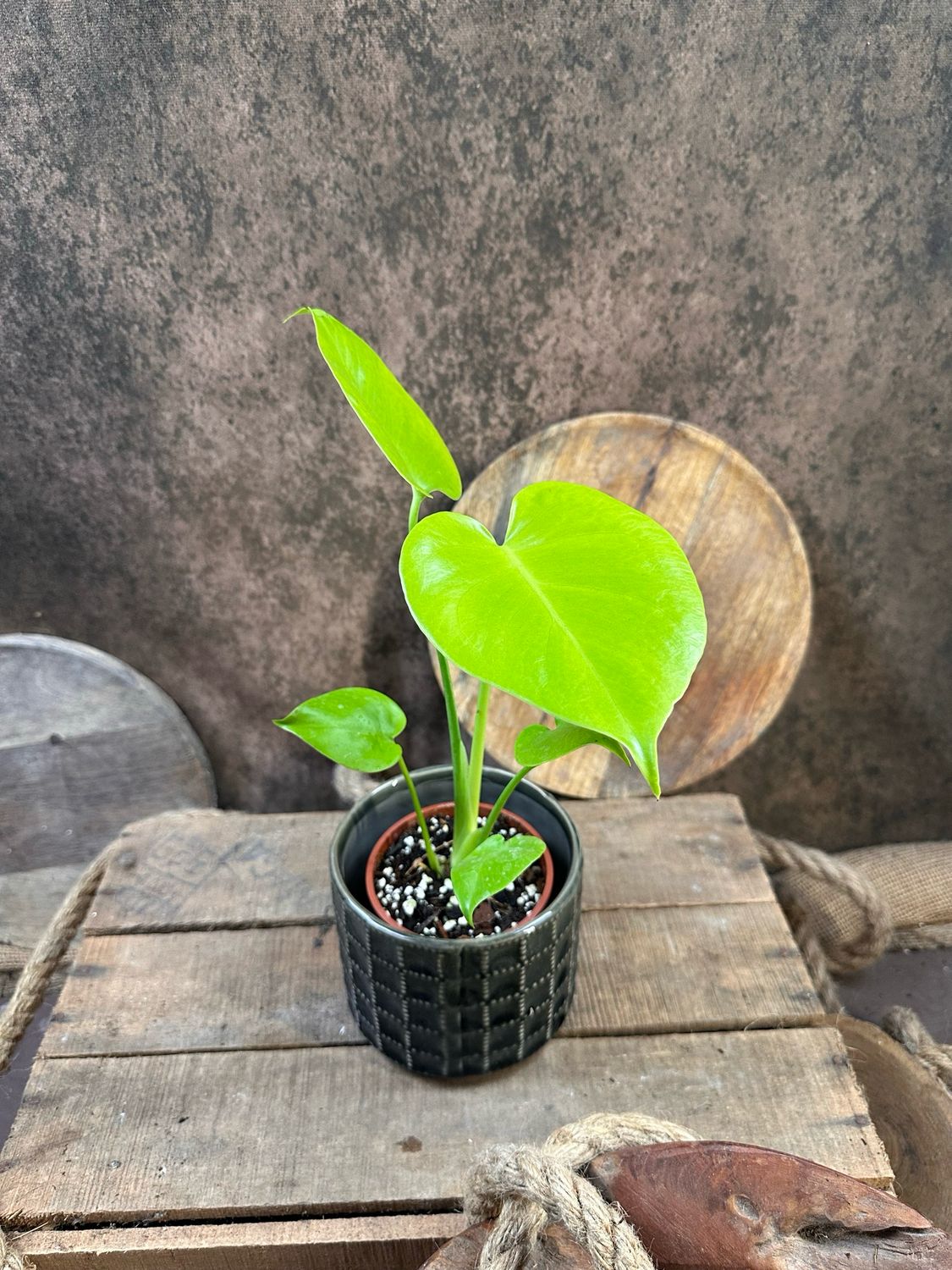 Monstera Deliciosa Golden Lemon