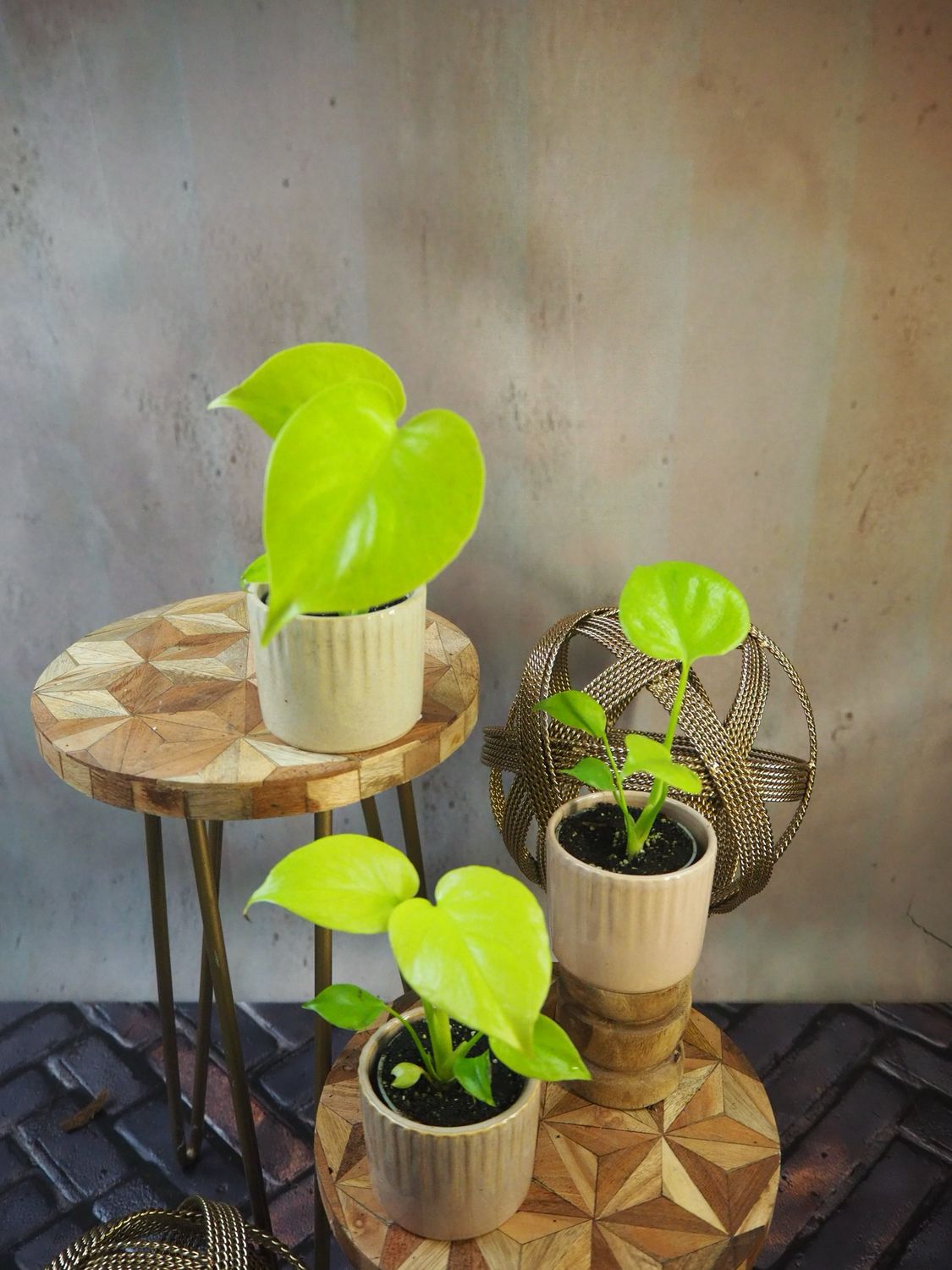 Monstera Deliciosa Golden Lemon
