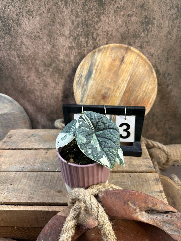 Alocasia Melo Variegata #3 Alocasia Melo Variegata #3