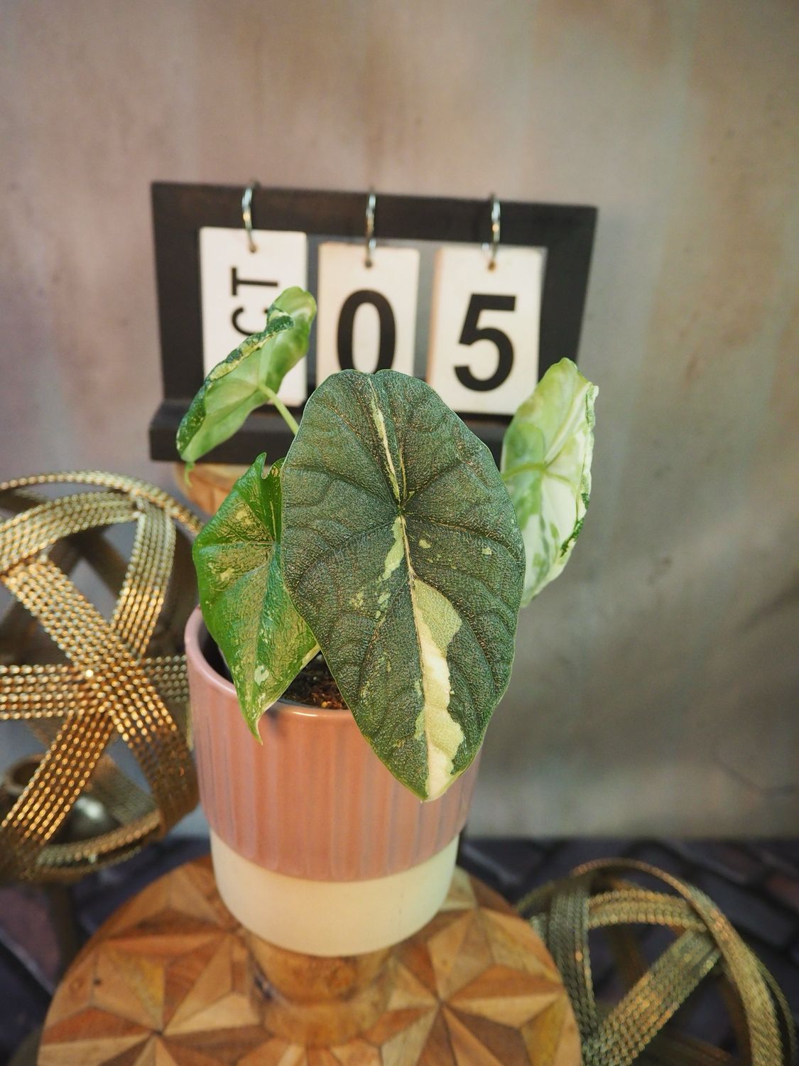Alocasia Melo Variegata #5 Alocasia Melo Variegata #5
