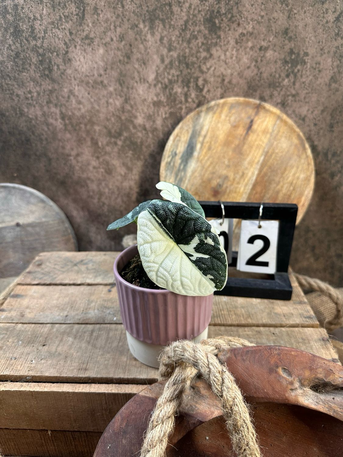 Alocasia Melo Variegata #2