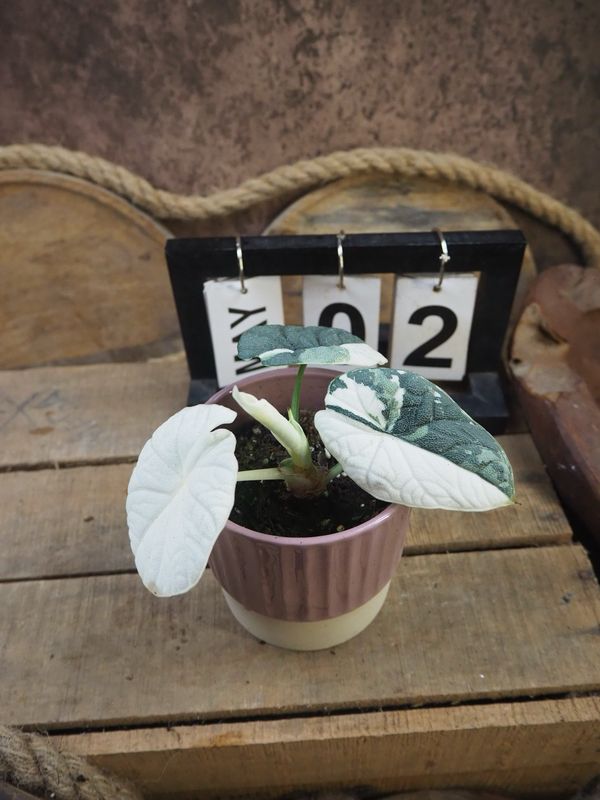 Alocasia Melo Variegata #2 Alocasia Melo Variegata #2