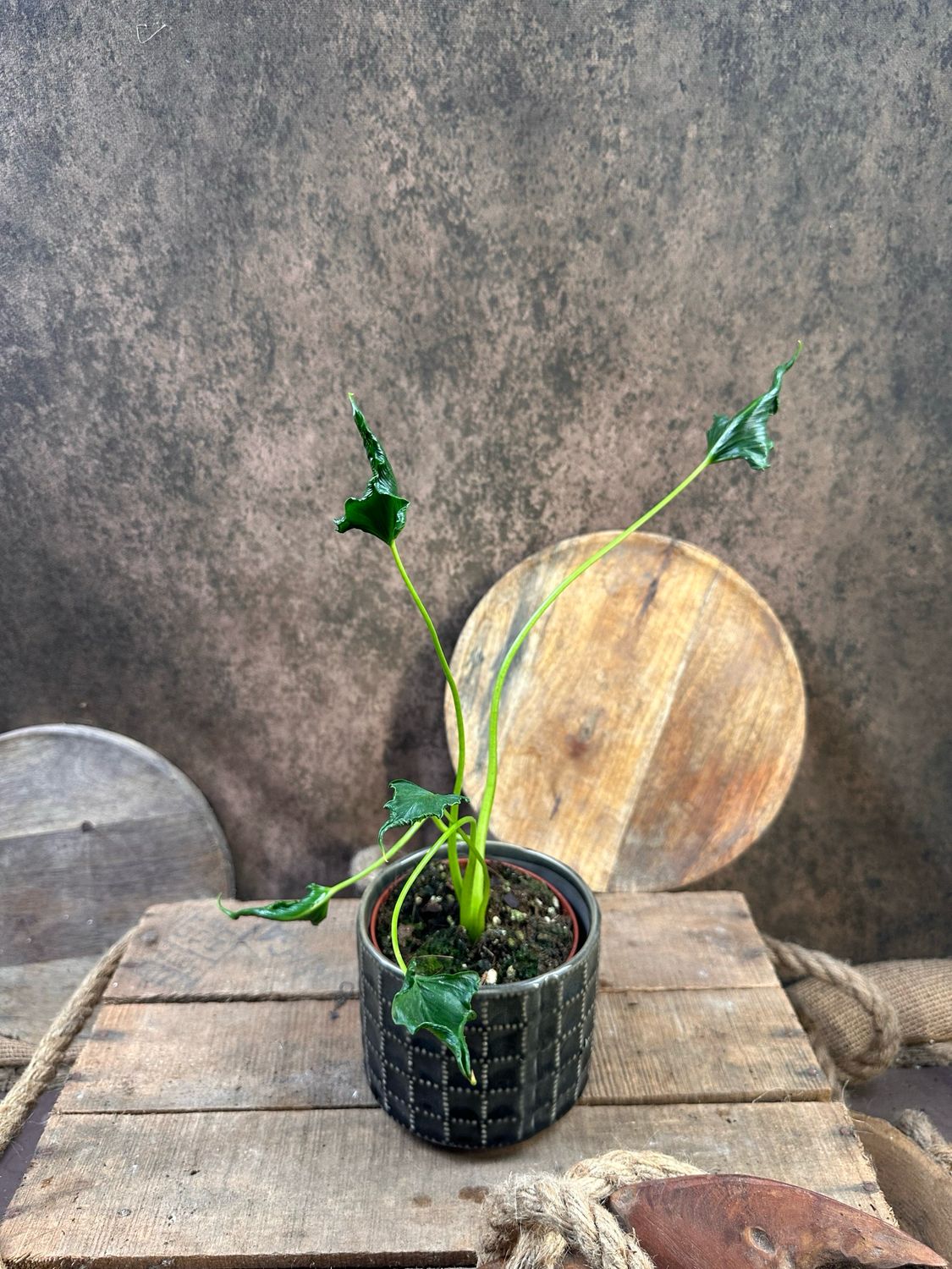Alocasia Triangularis
