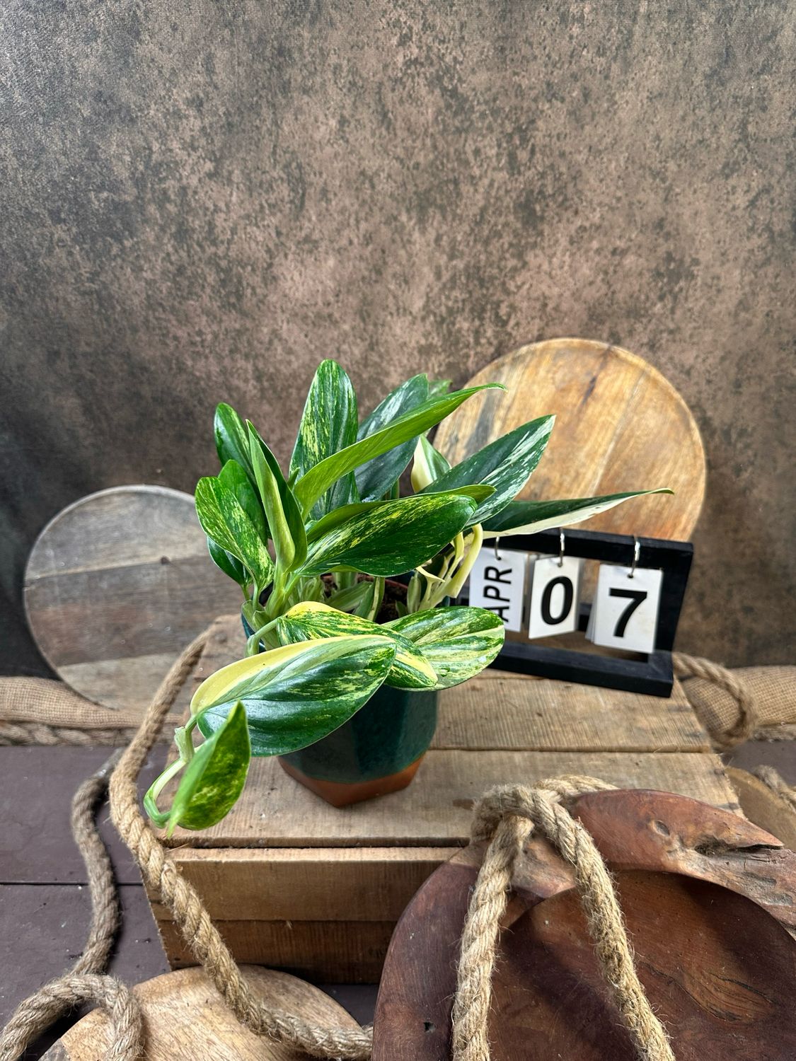 Philodendron stanleyana ‚Cobra‘ Aurea Variegata #7