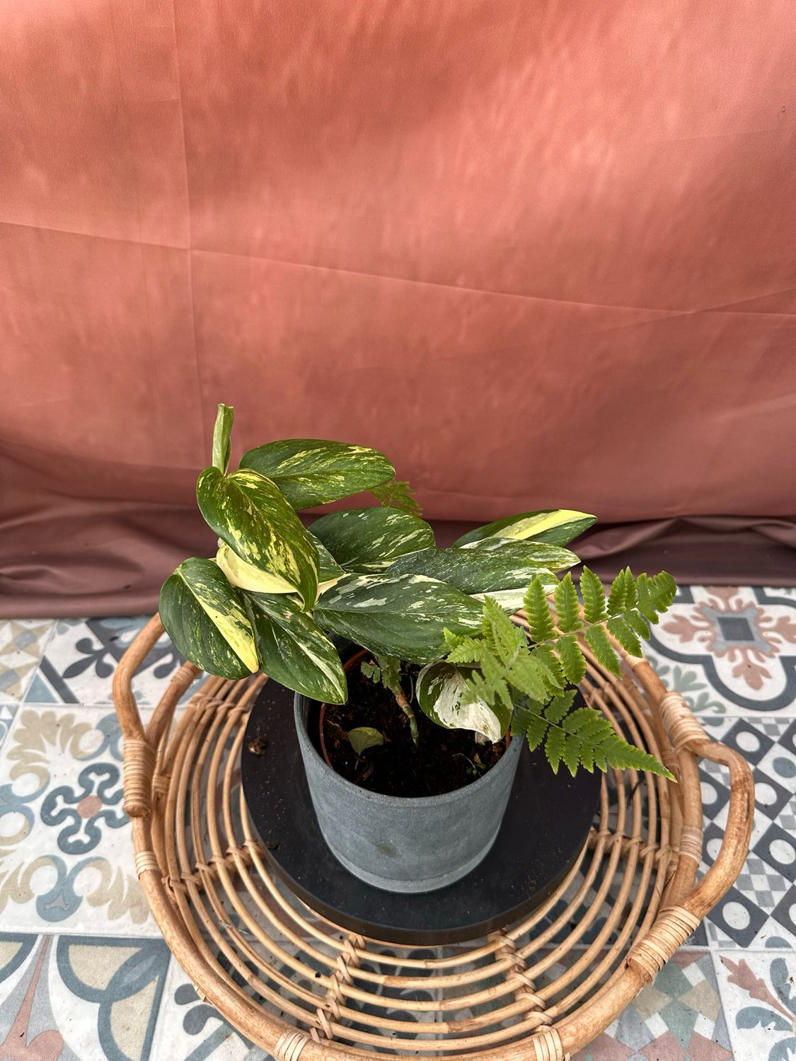 Philodendron stanleyana ‚Cobra‘ Aurea Variegata #7