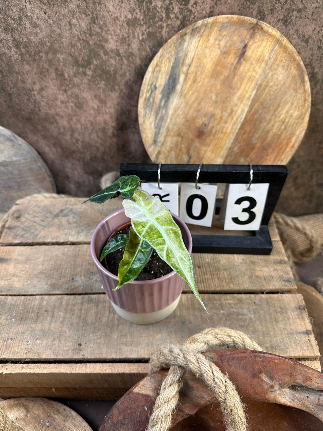 Alocasia Polly Aurea Variegata #3