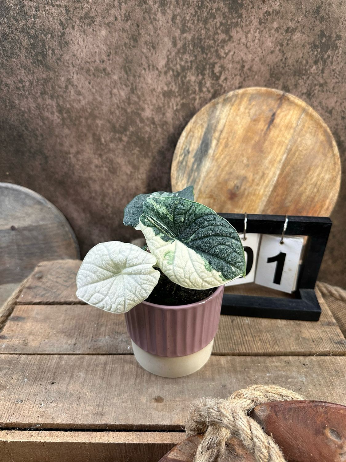 Alocasia Melo Variegata #1