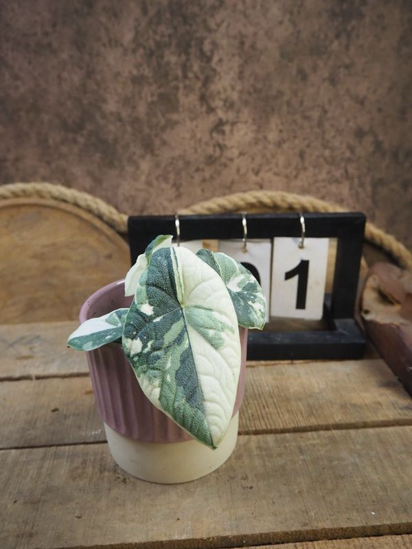 Alocasia Melo Variegata #1 Alocasia Melo Variegata #1