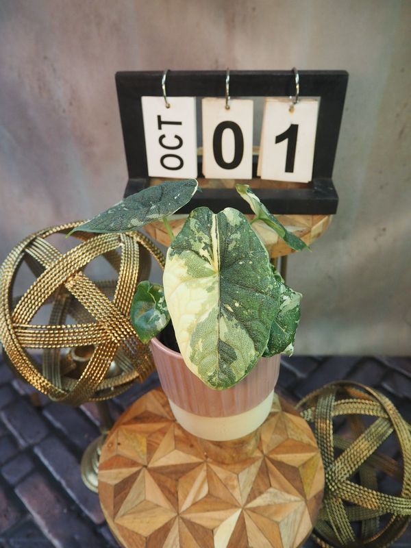 Alocasia Melo Variegata #1