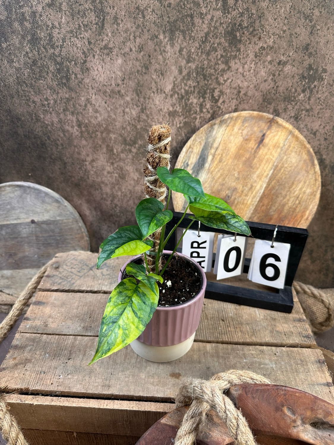 Monsters siltepecana Aurea Variegata #6