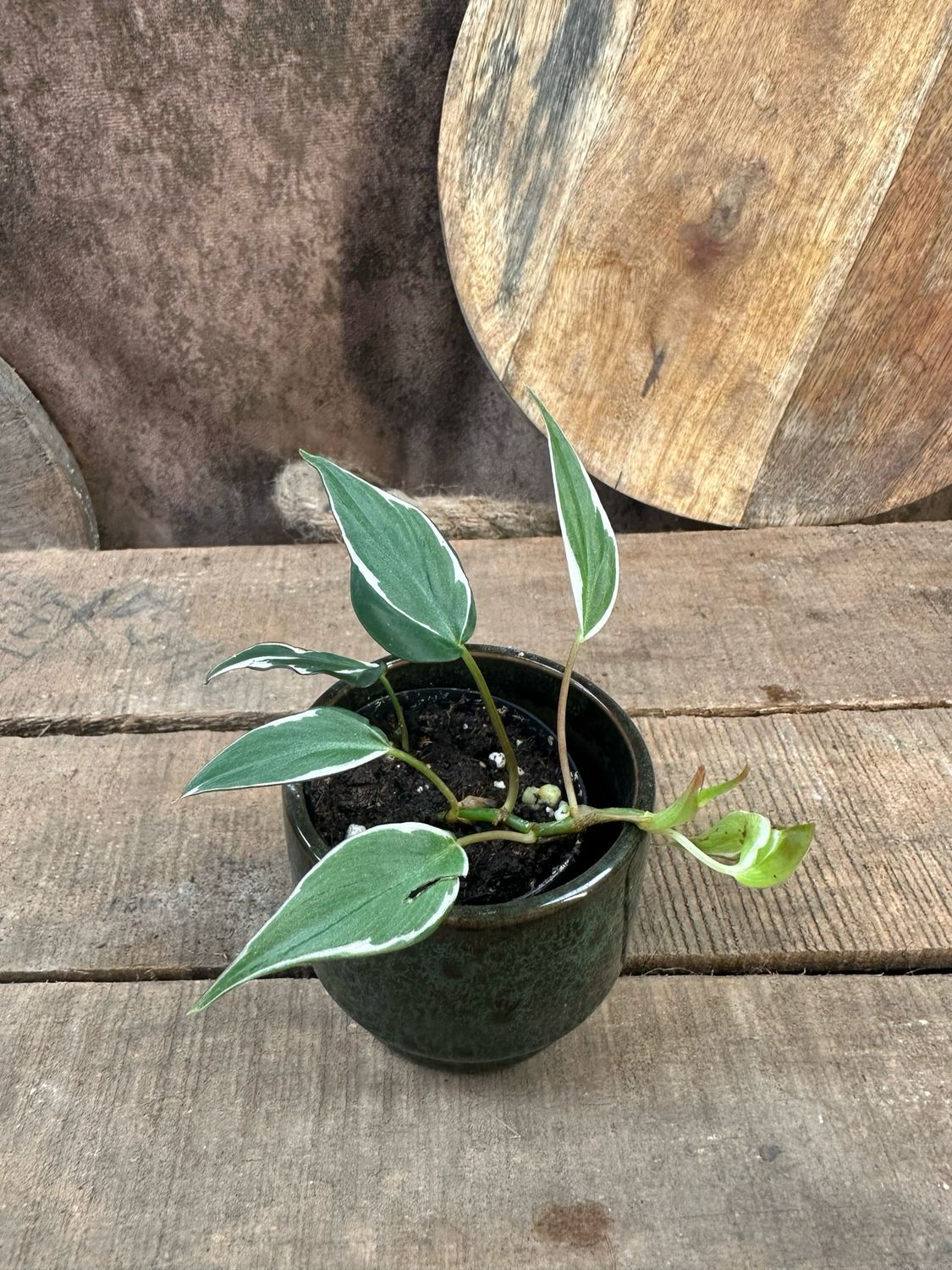 Philodendron Micans Halo Variegata 