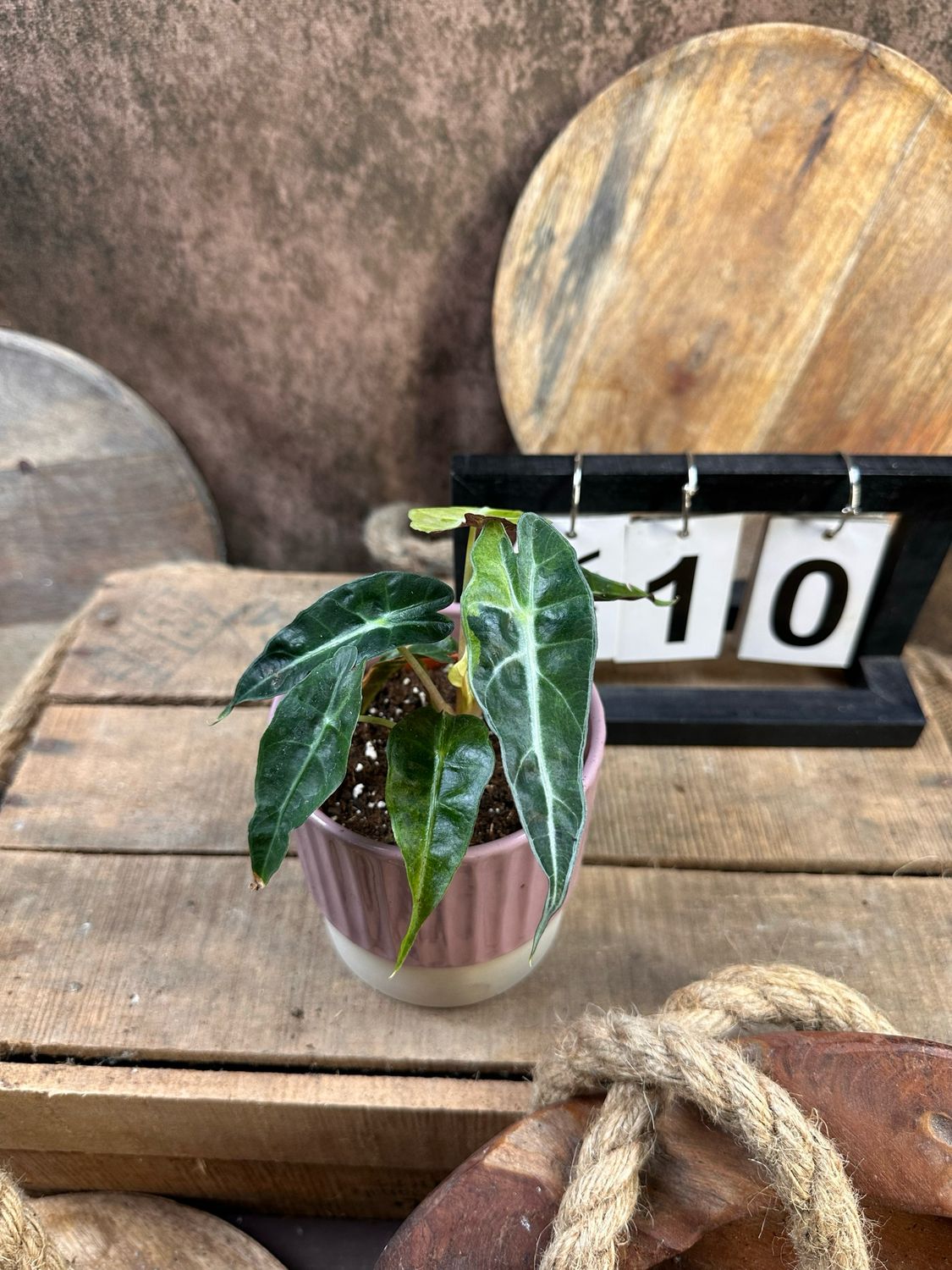 Alocasia Polly Aurea Variegata #10