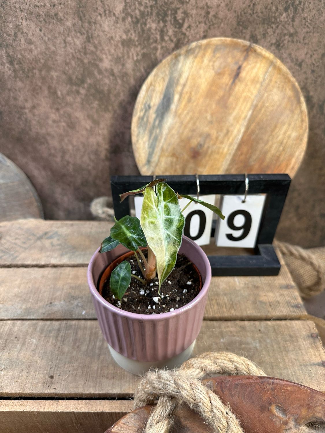 Alocasia Polly Aurea Variegata #9