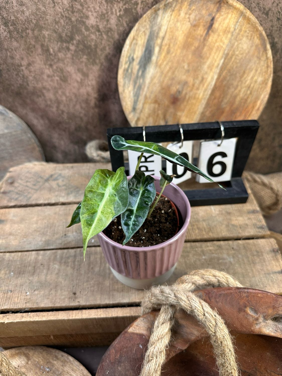 Alocasia Polly Aurea Variegata #6