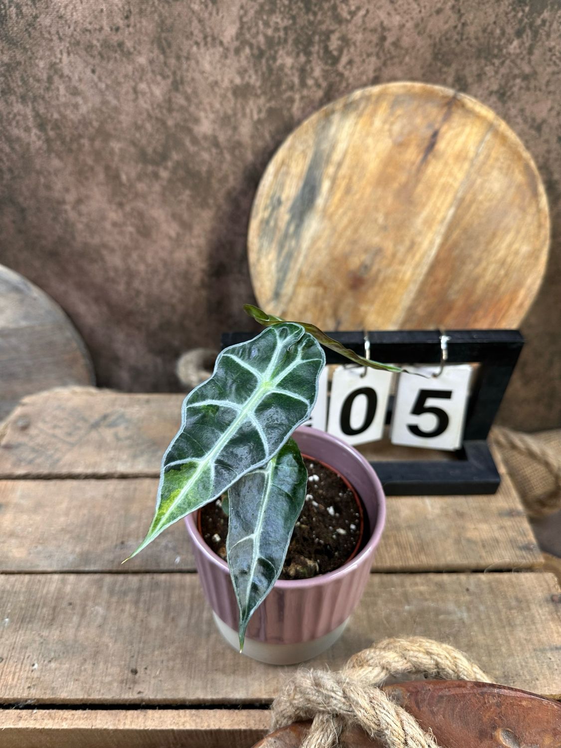 Alocasia Polly Aurea Variegata #5