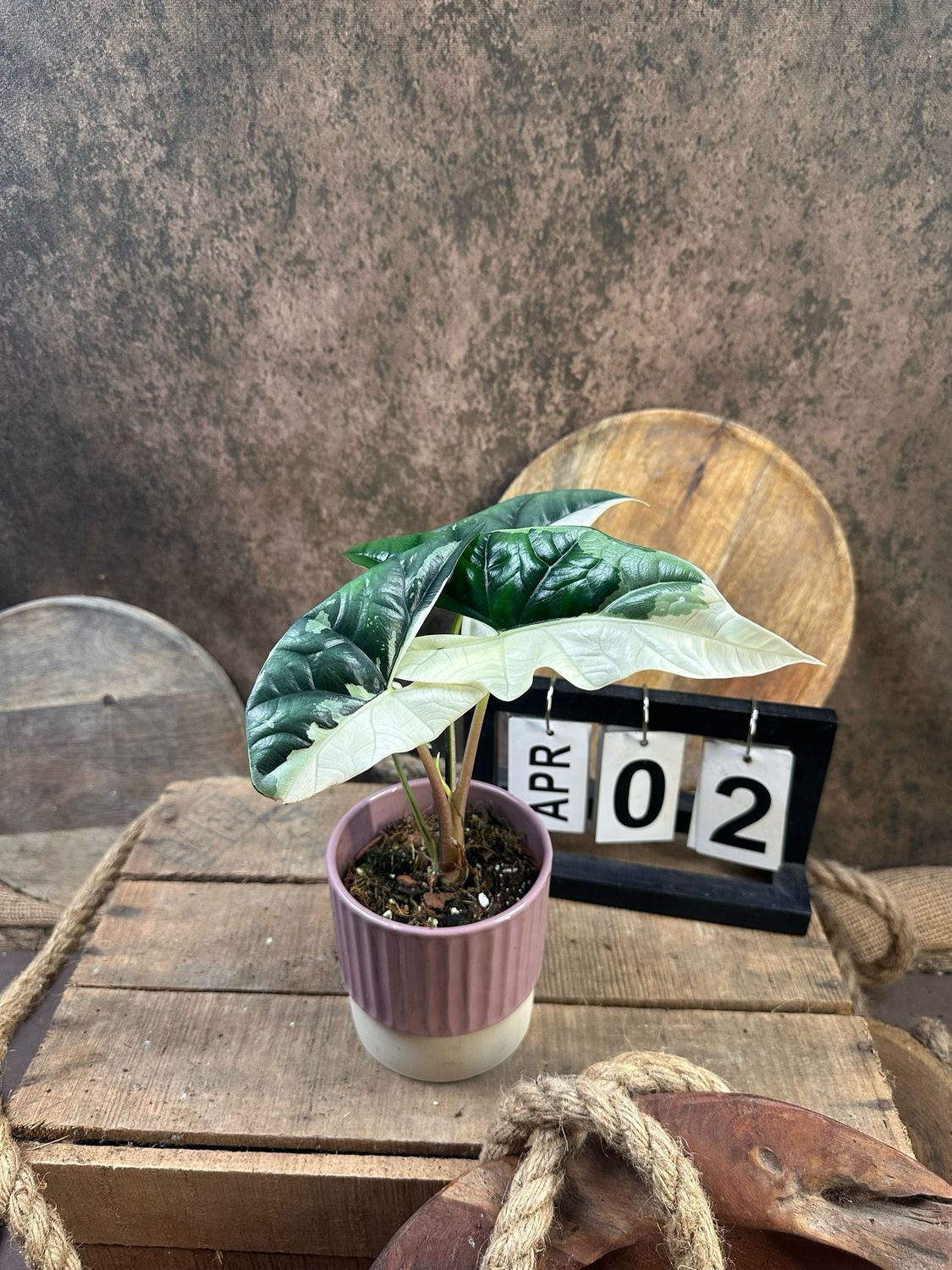 Alocasia Simpo Albo Variegata #2