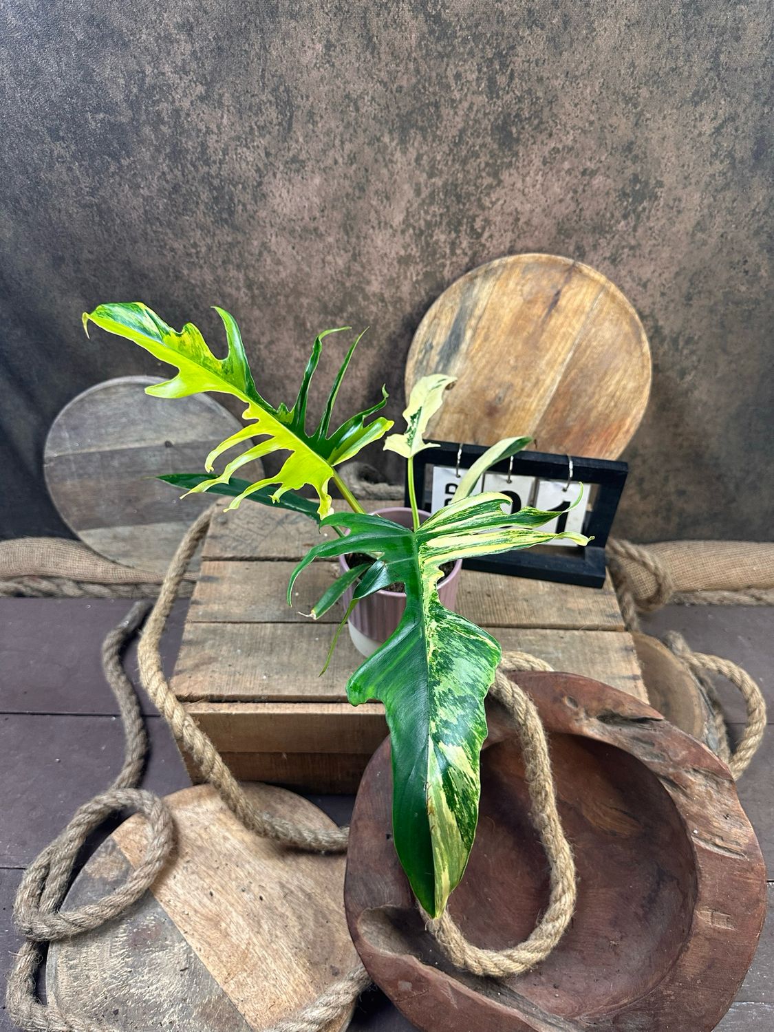 Philodendron Florida Beauty x Tortum #1