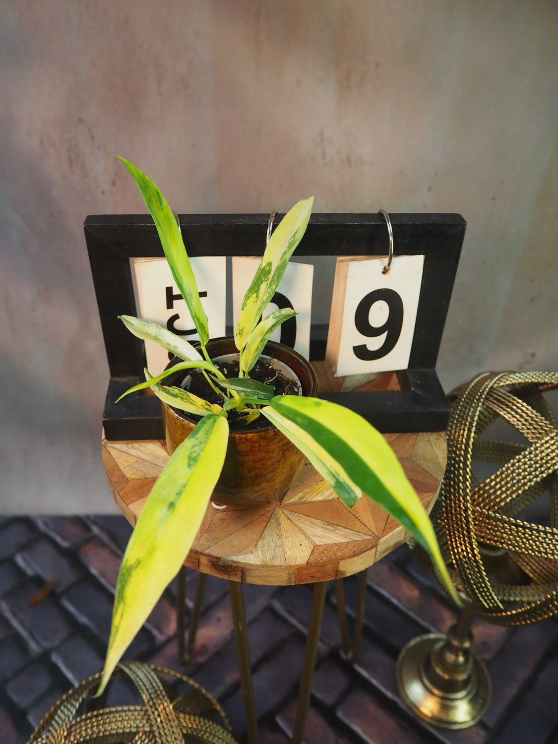 Philodendron Florida Beauty x Tortum #S9 Philodendron Florida Beauty x Tortum #S9