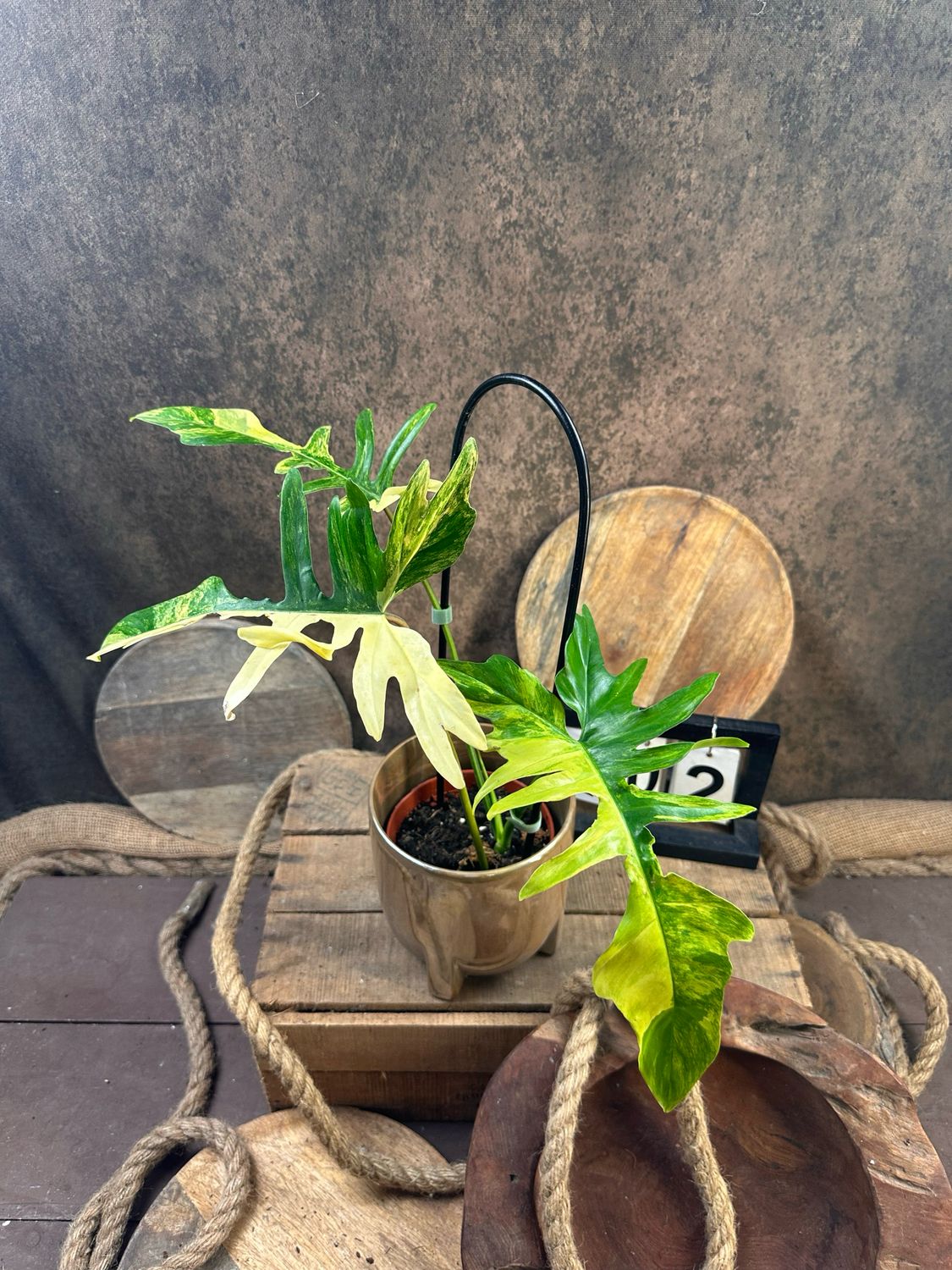 Philodendron ‚Kitina‘ #2