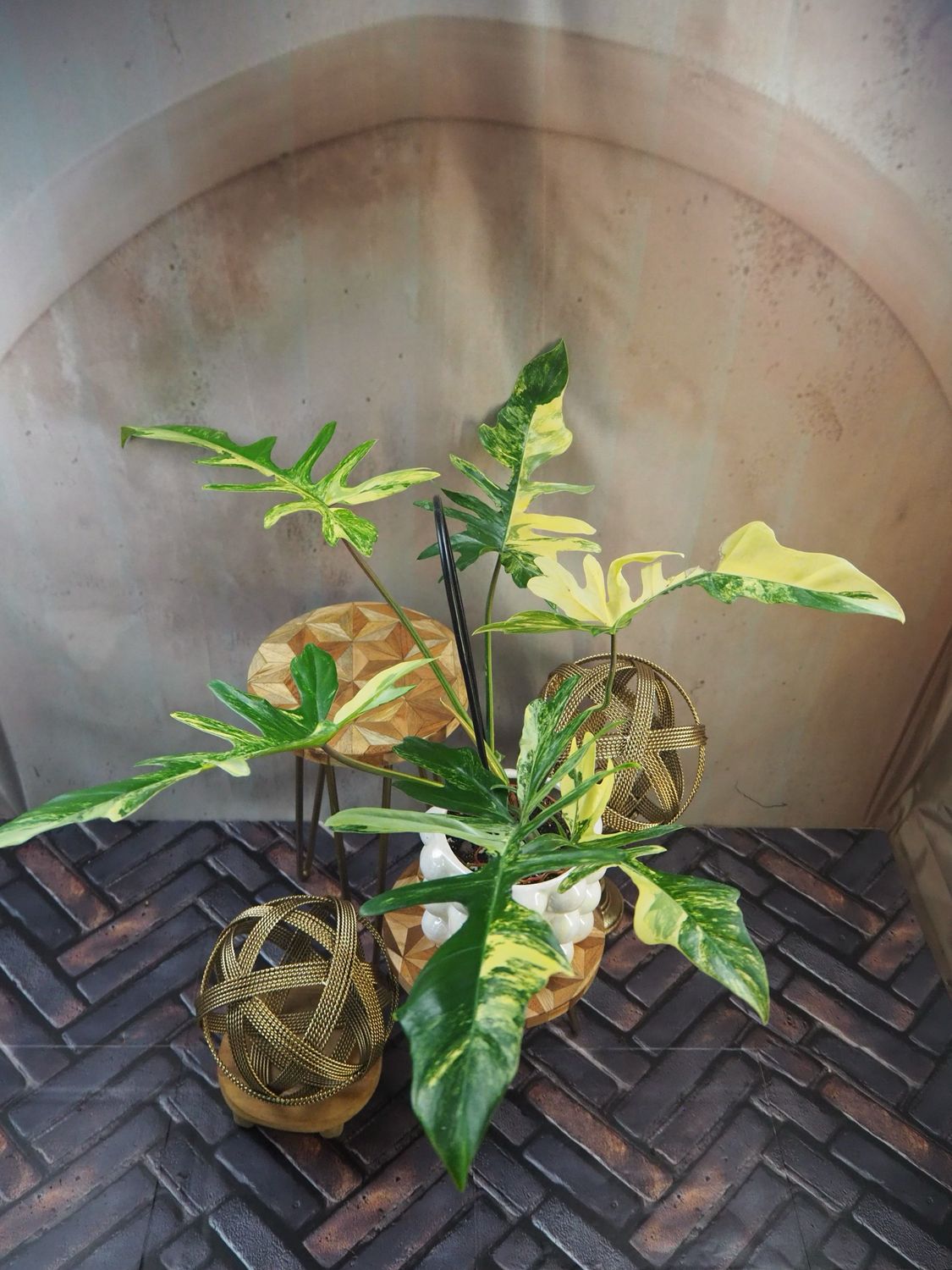 Philodendron ‚Kitina‘ #2