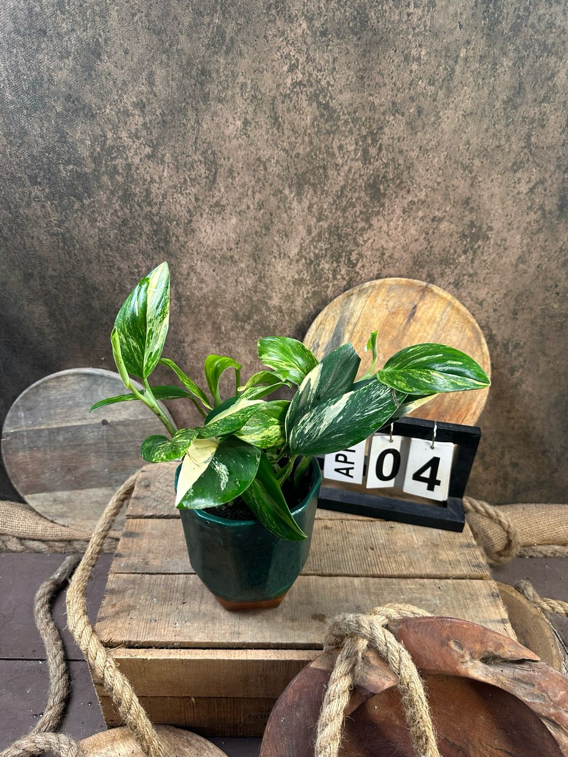 Philodendron stanleyana ‚Cobra‘ Aurea Variegata #4