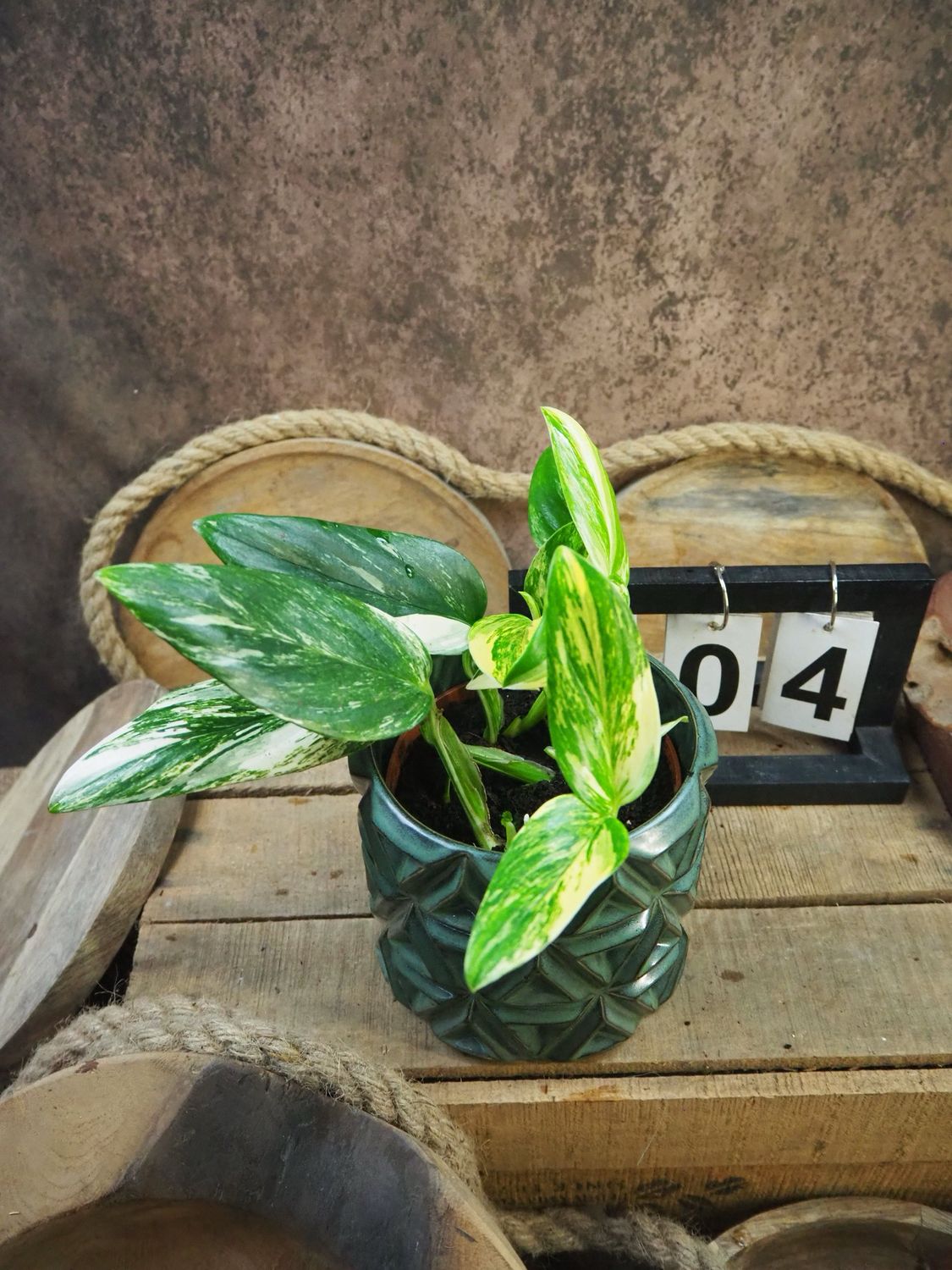 Philodendron stanleyana ‚Cobra‘ Aurea Variegata #4