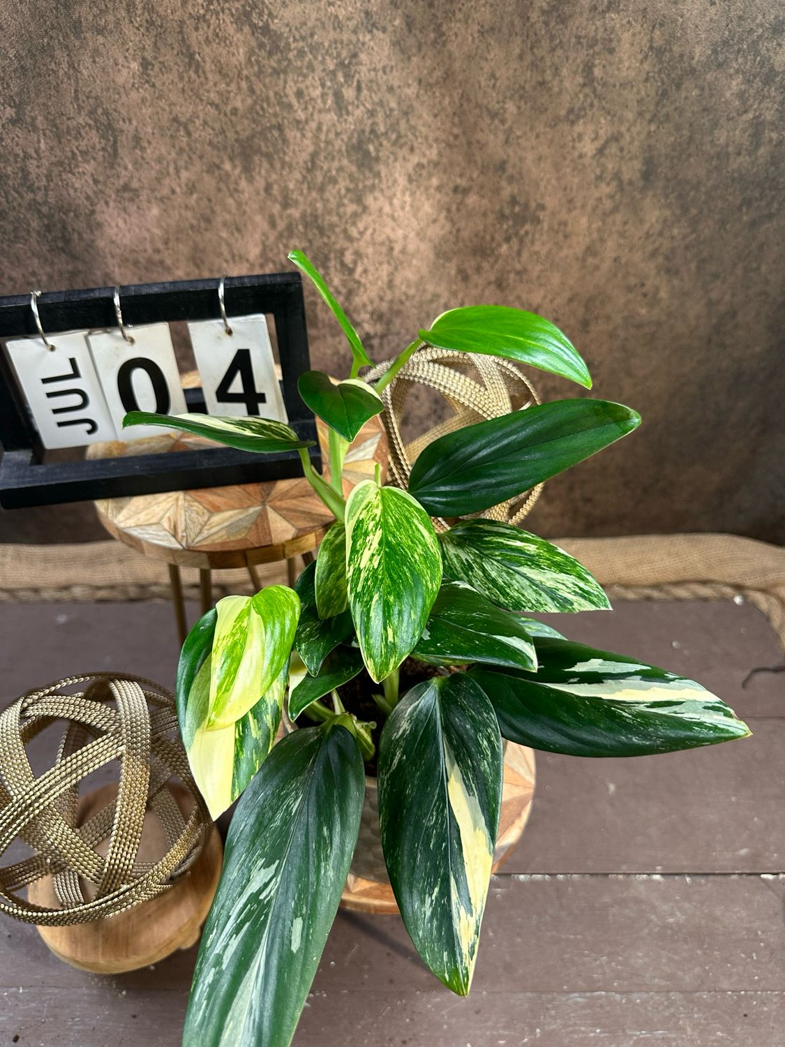 Philodendron stanleyana ‚Cobra‘ Aurea Variegata #4 Philodendron stanleyana ‚Cobra‘ Aurea Variegata #4