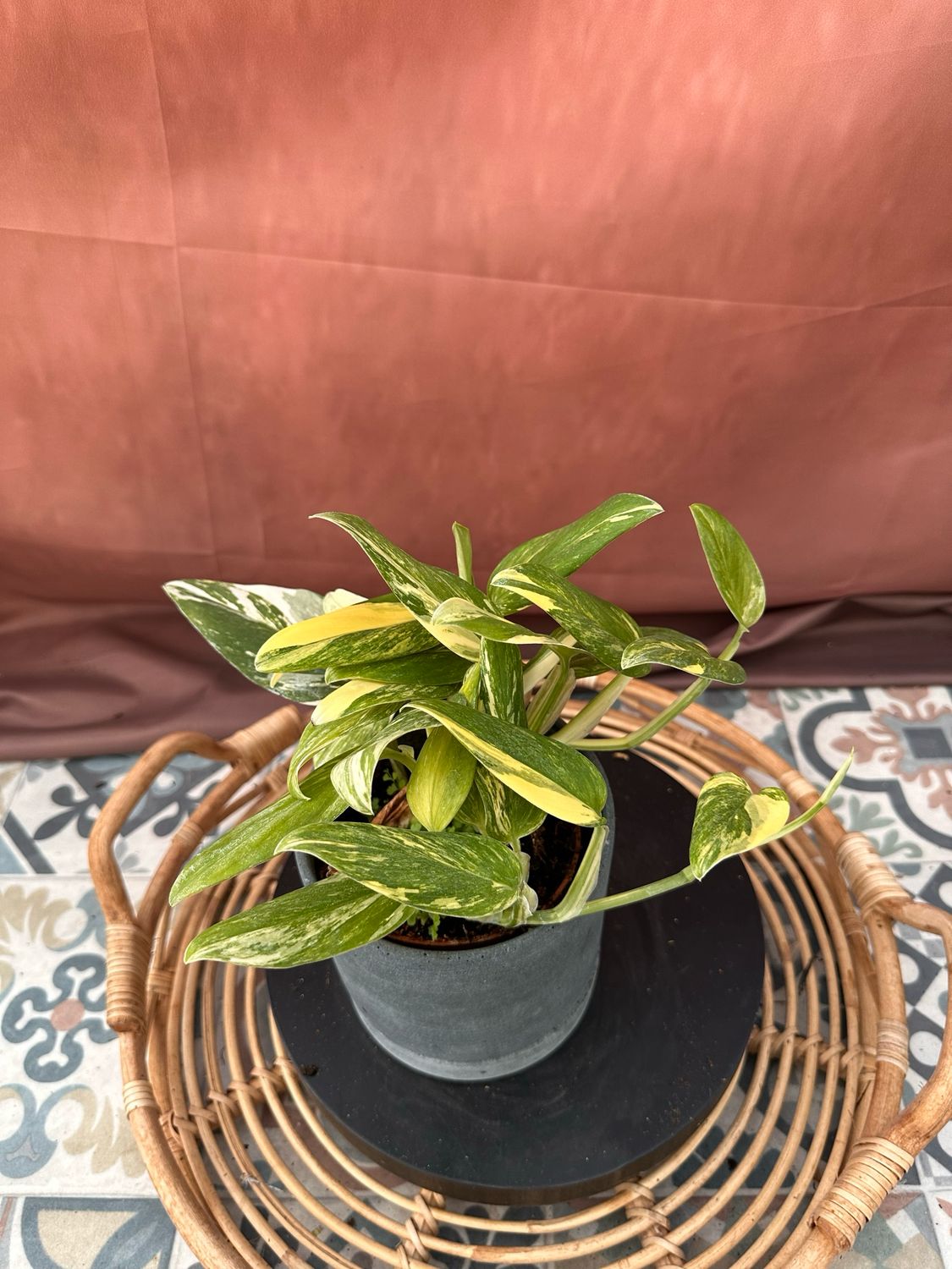 Philodendron stanleyana ‚Cobra‘ Aurea Variegata #4