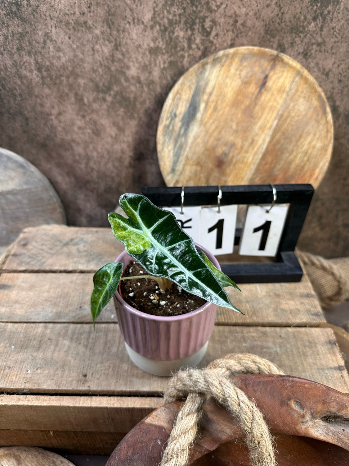 Alocasia Polly Aurea Variegata #11