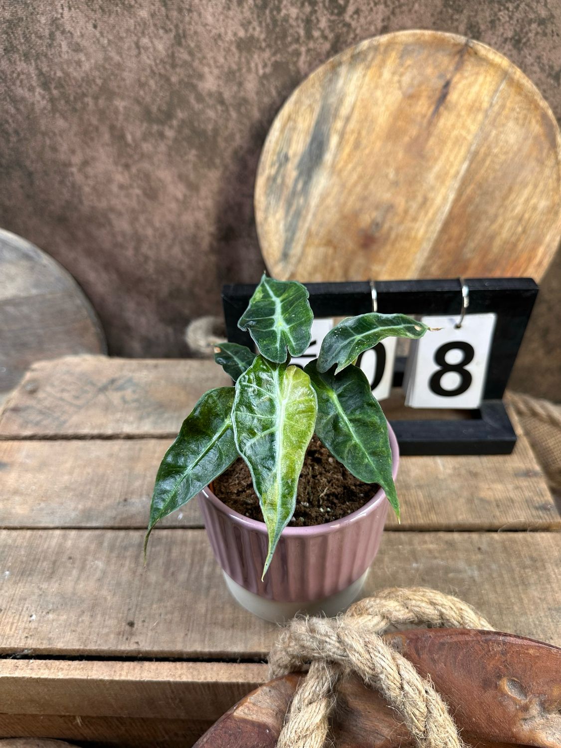 Alocasia Polly Aurea Variegata #8