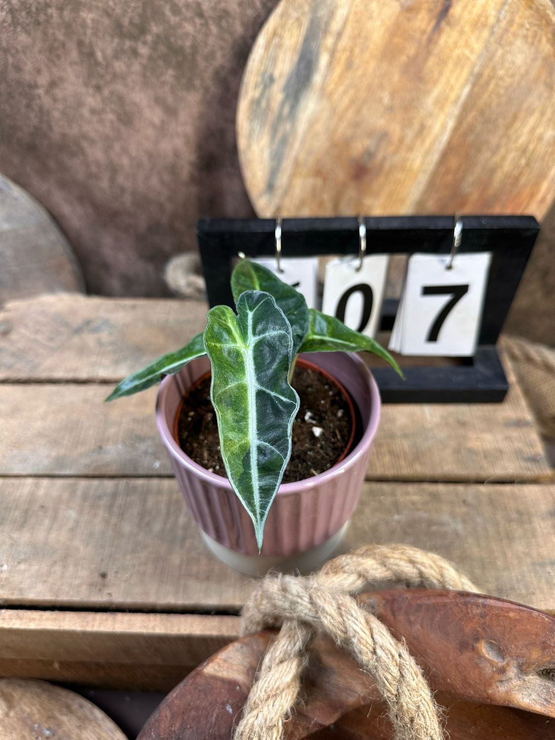 Alocasia Polly Aurea Variegata #7